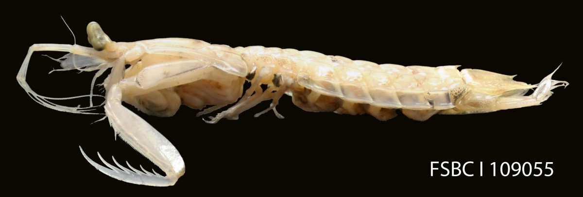 Мантис морепродукт