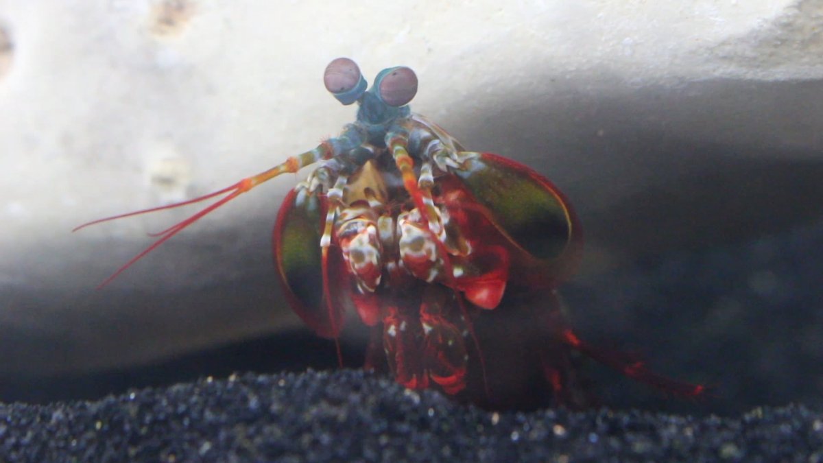 Креветка богомол удар