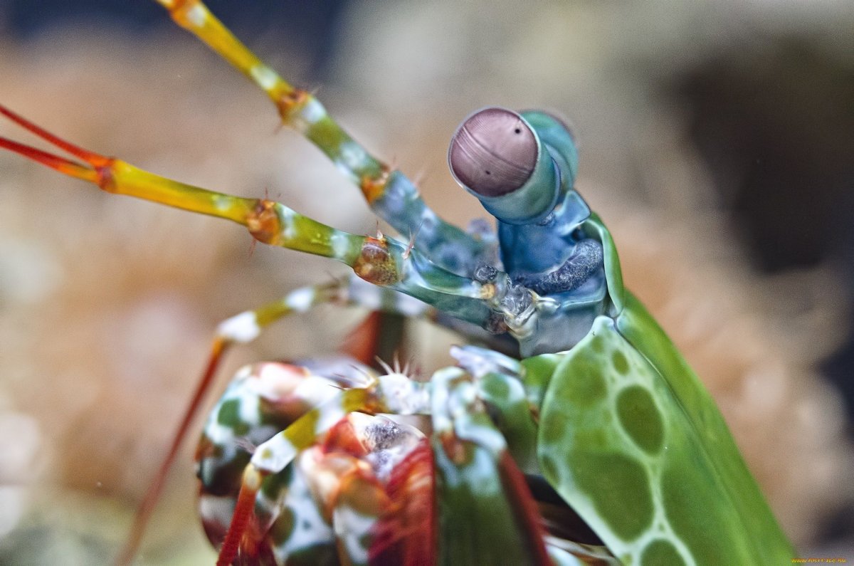 Крабовый богомол