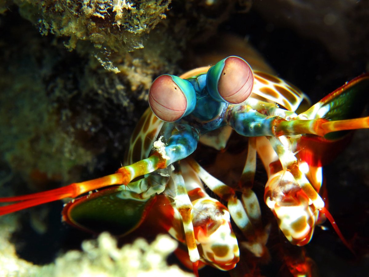 Рак-богомол (Peacock Mantis Shrimp)