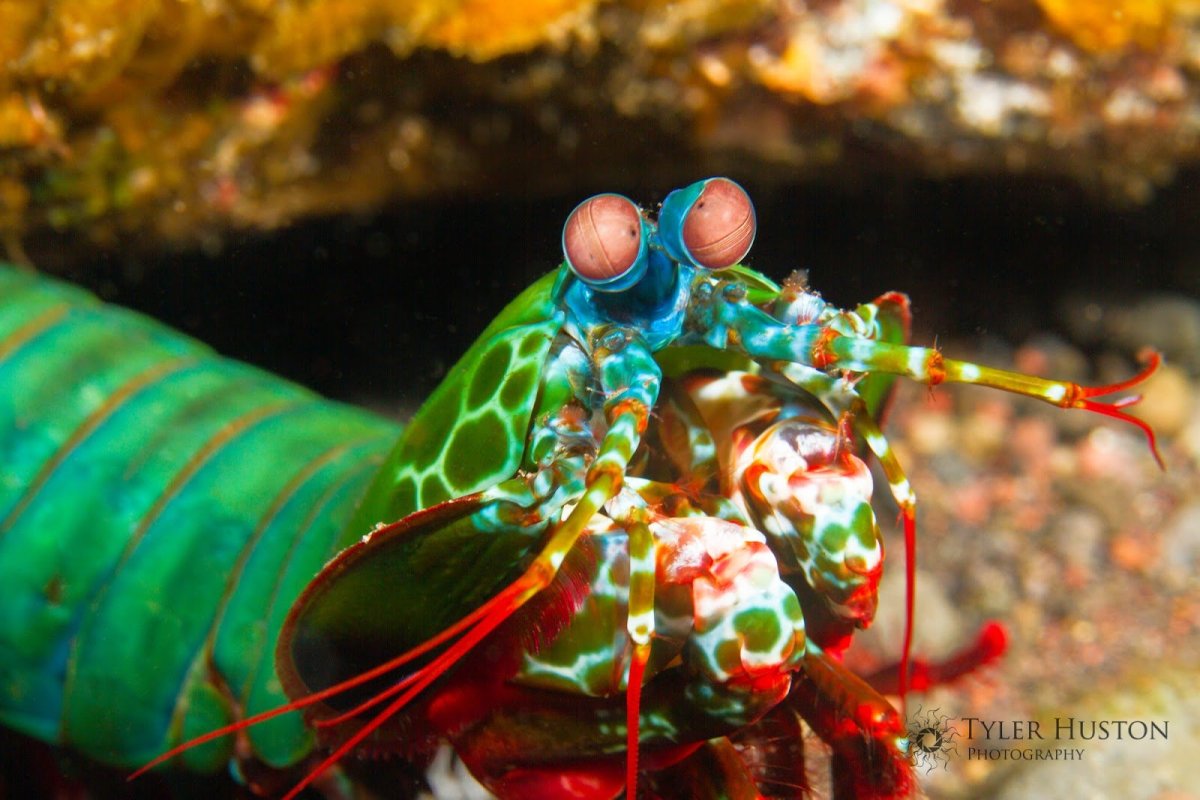 Креветка-богомол Мантис