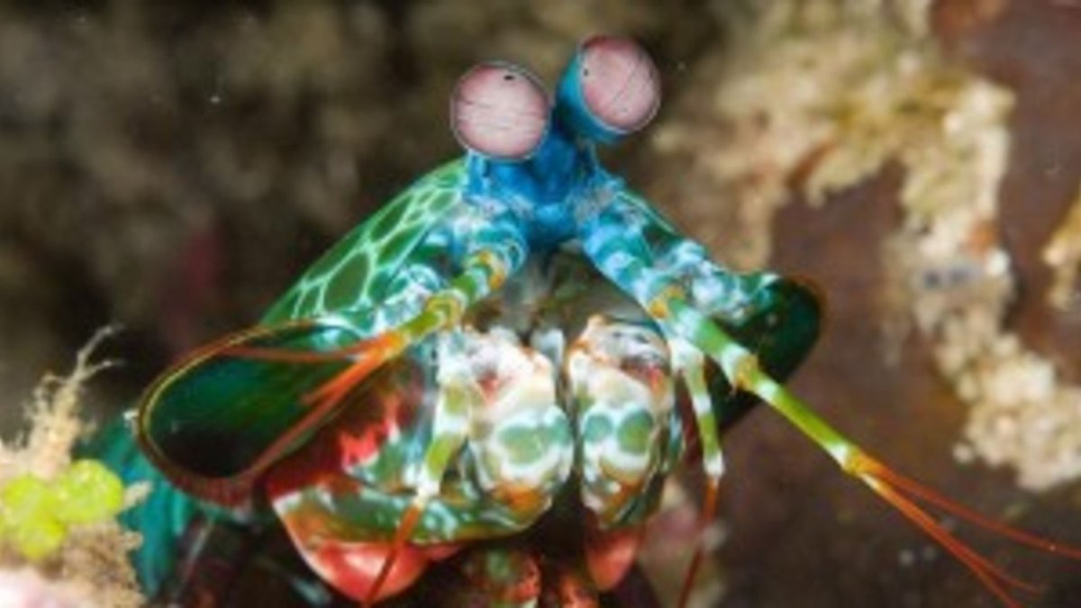 Краб богомол фото