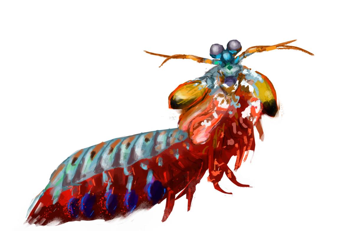 Mantis Shrimp монстр арт