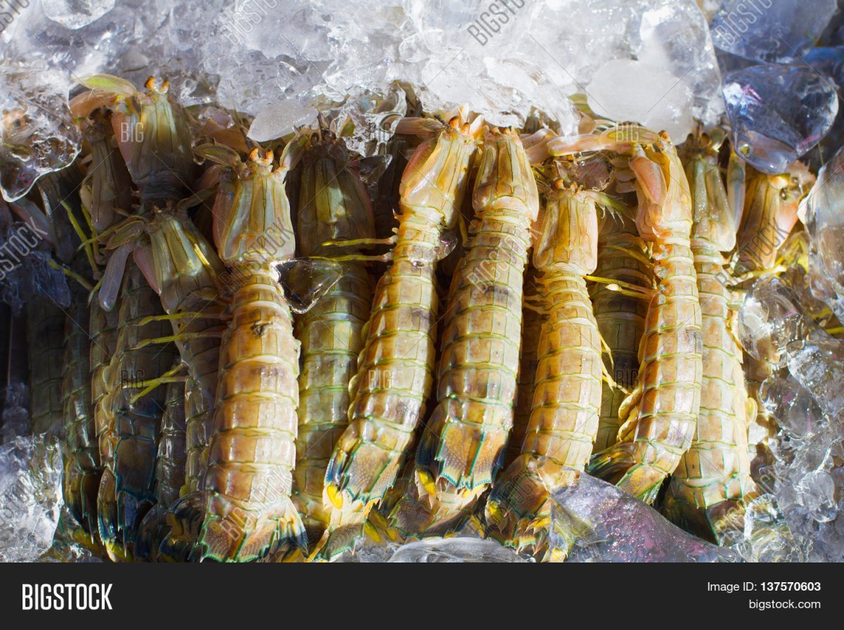 Креветки богомола (squilla)