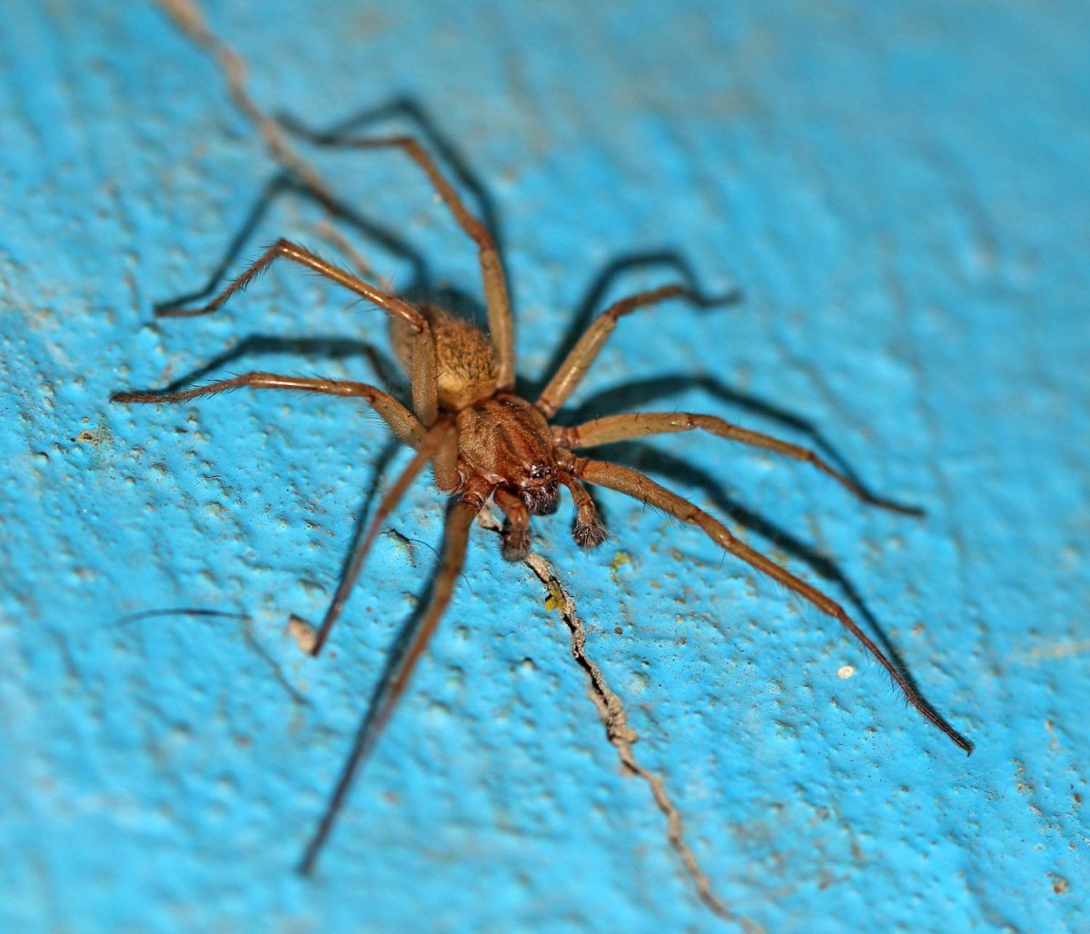 Домовой паук Tegenaria Agrestis