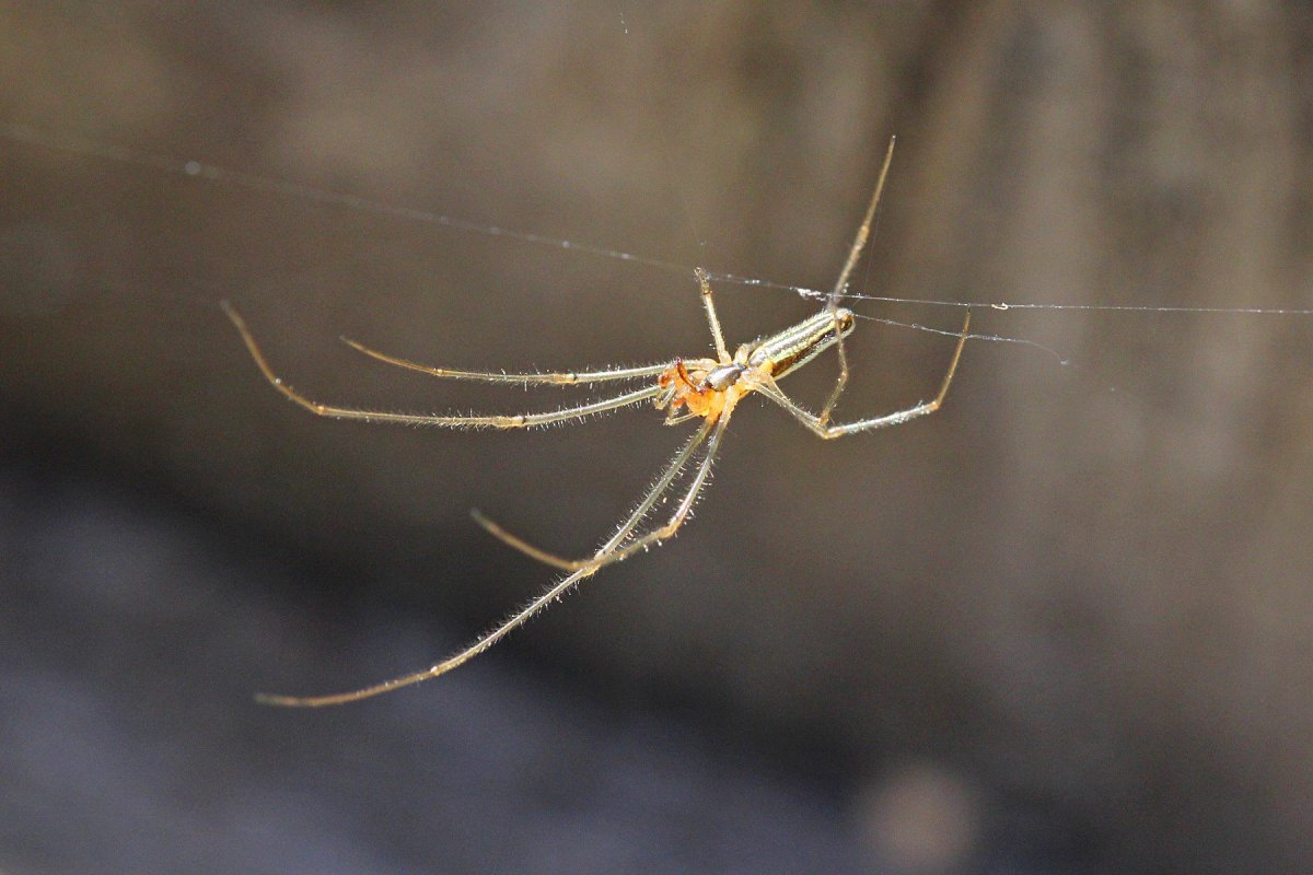 Длинный паук