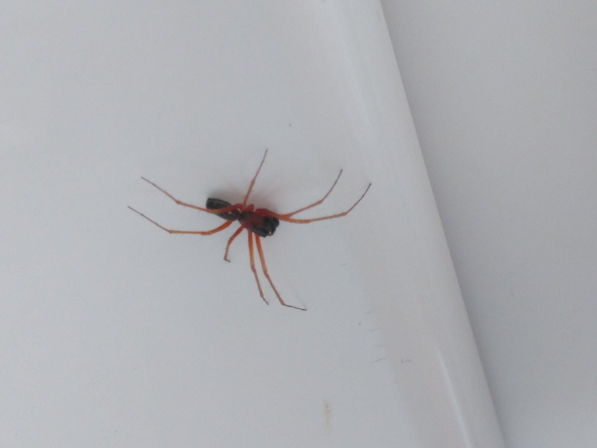 Домашние пауки с красными лапками