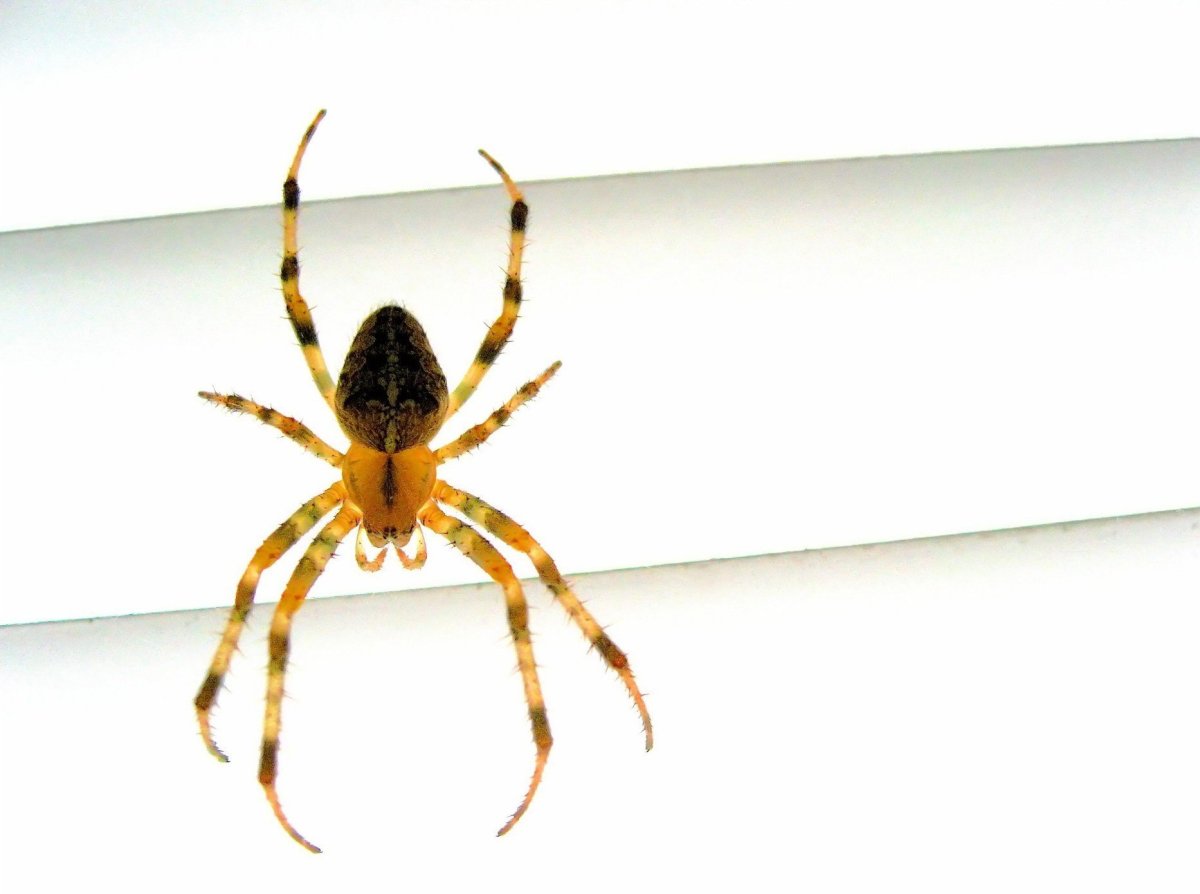 Жёлтый паук с длинными лапами