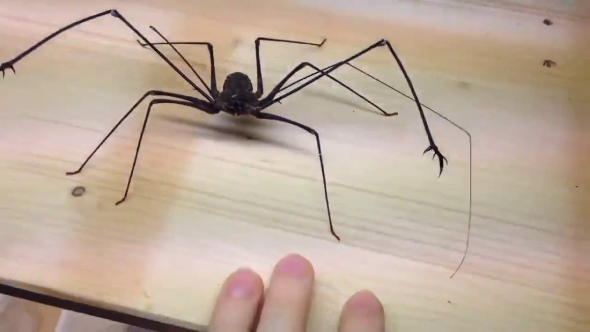 Паук с длинными лапами и клешнями