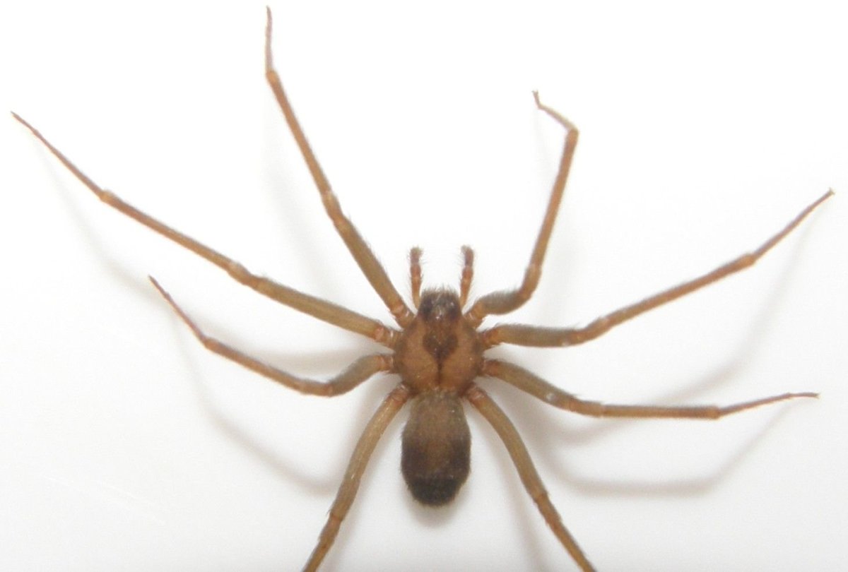 Маленький коричневый паук