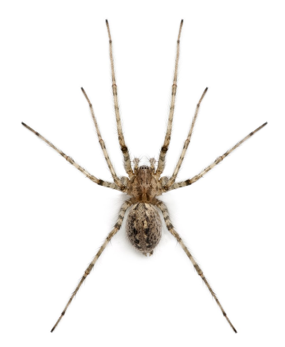 Домашние пауки