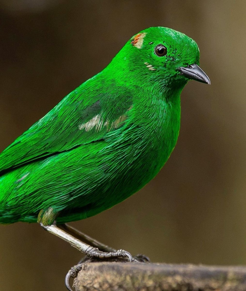 Черно зеленая птичка. Зеленый Кардинал. Зеленая танагра птица. Малый зелёный рогоклюв. Изумрудная танагра.