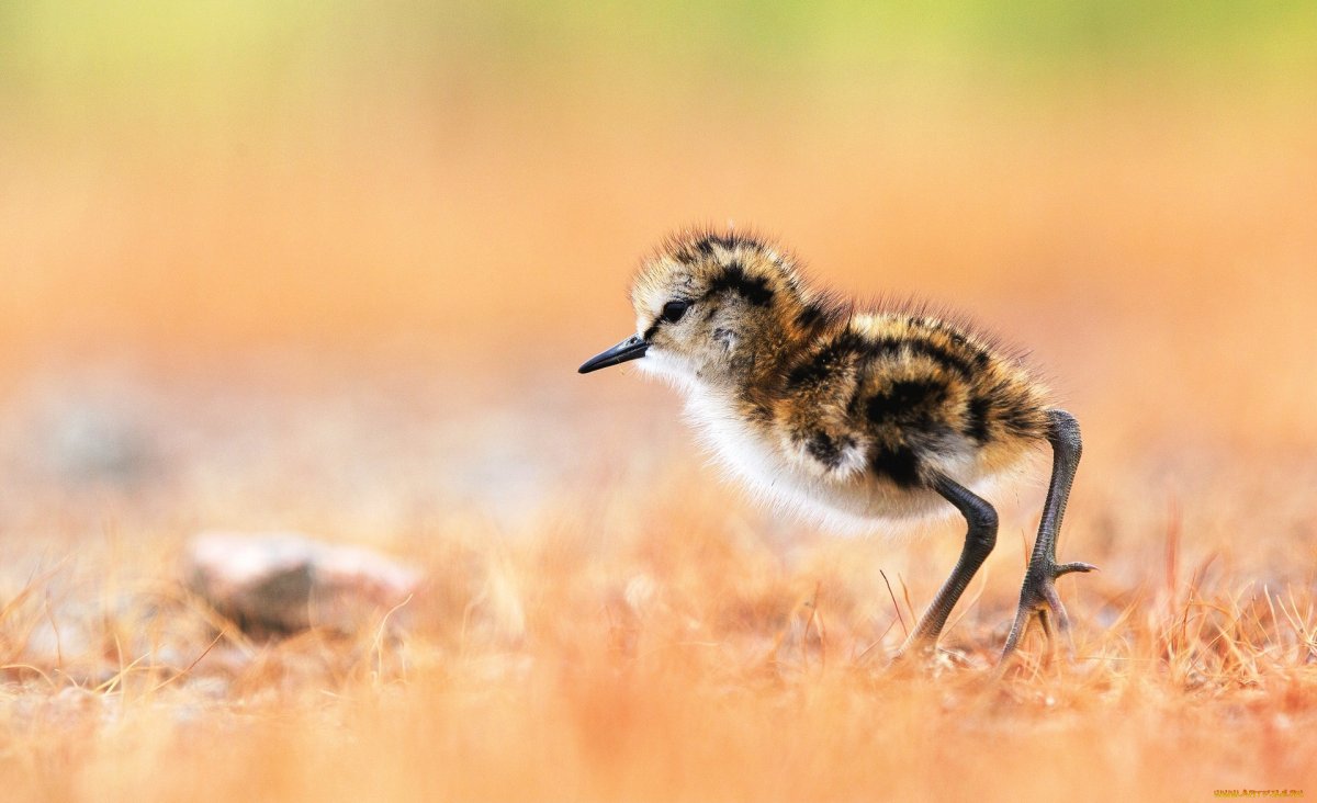 Вальдшнеп птенец