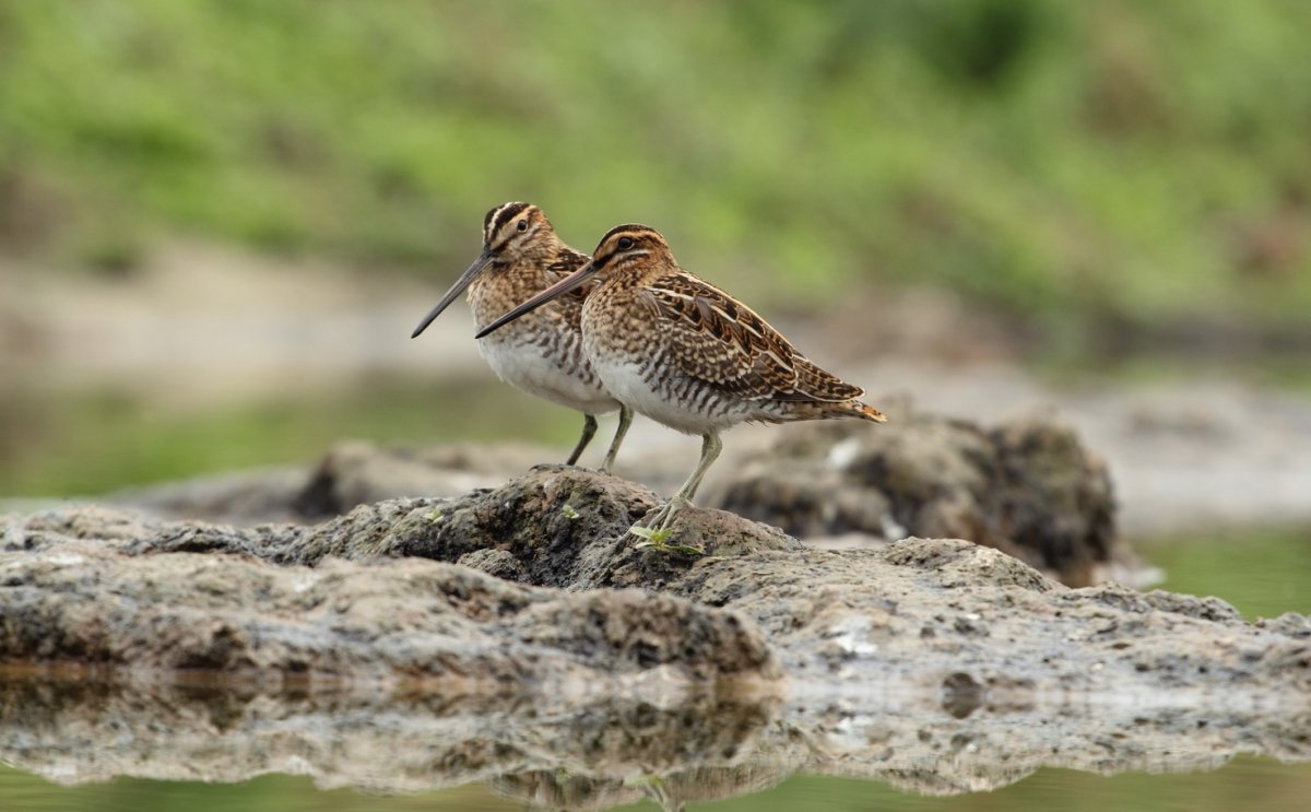 Водоплавающая птица Бекас