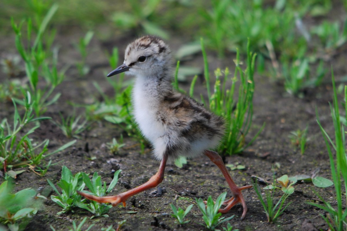 Кулик Бекас птенец