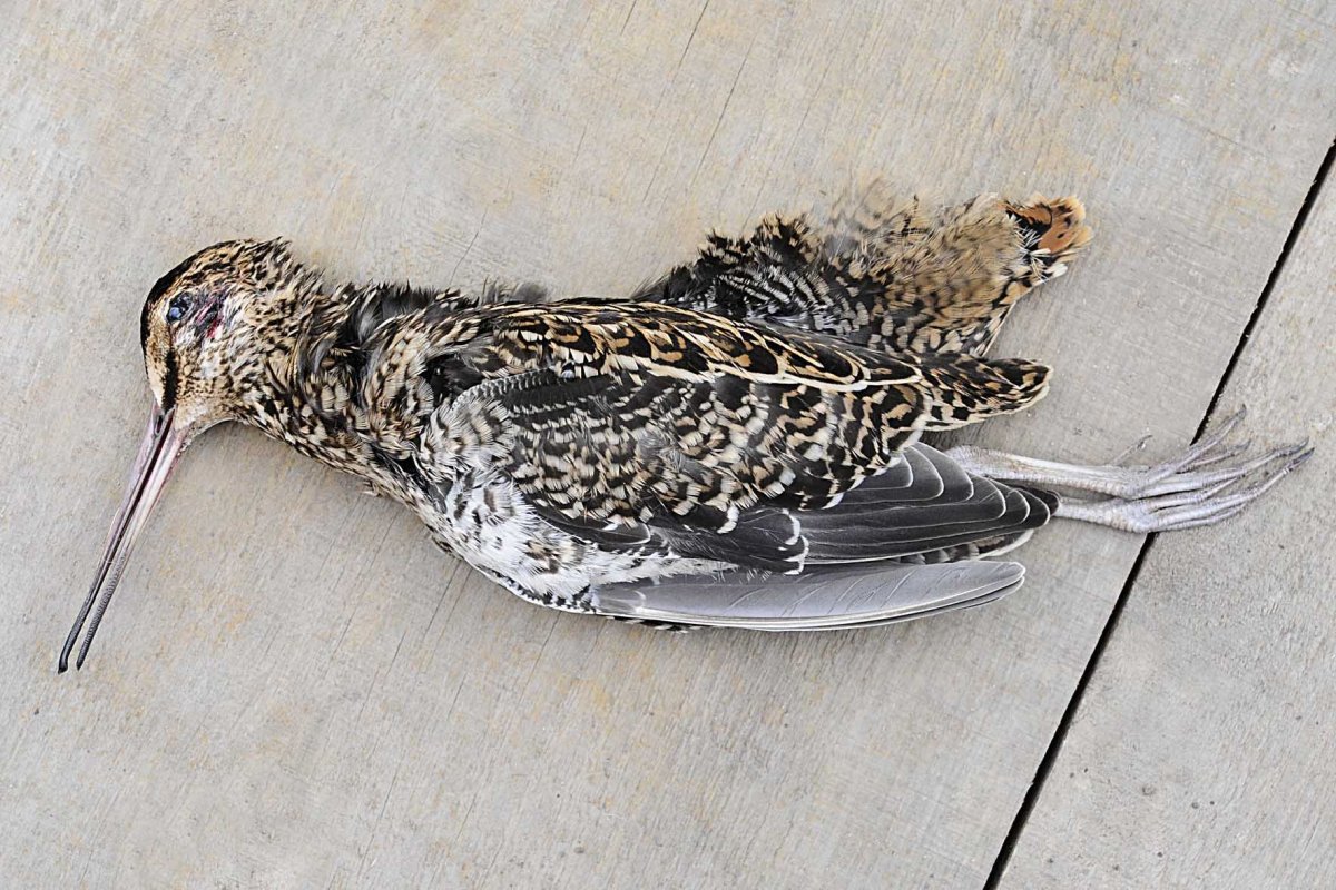 Бекас обыкновенный птенец