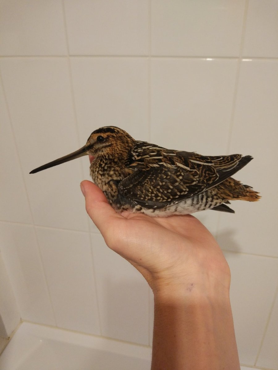 Спасли птица вальдшнеп