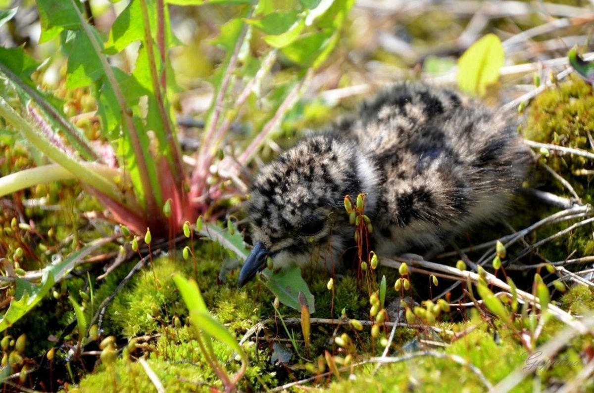 Чибисята на траве