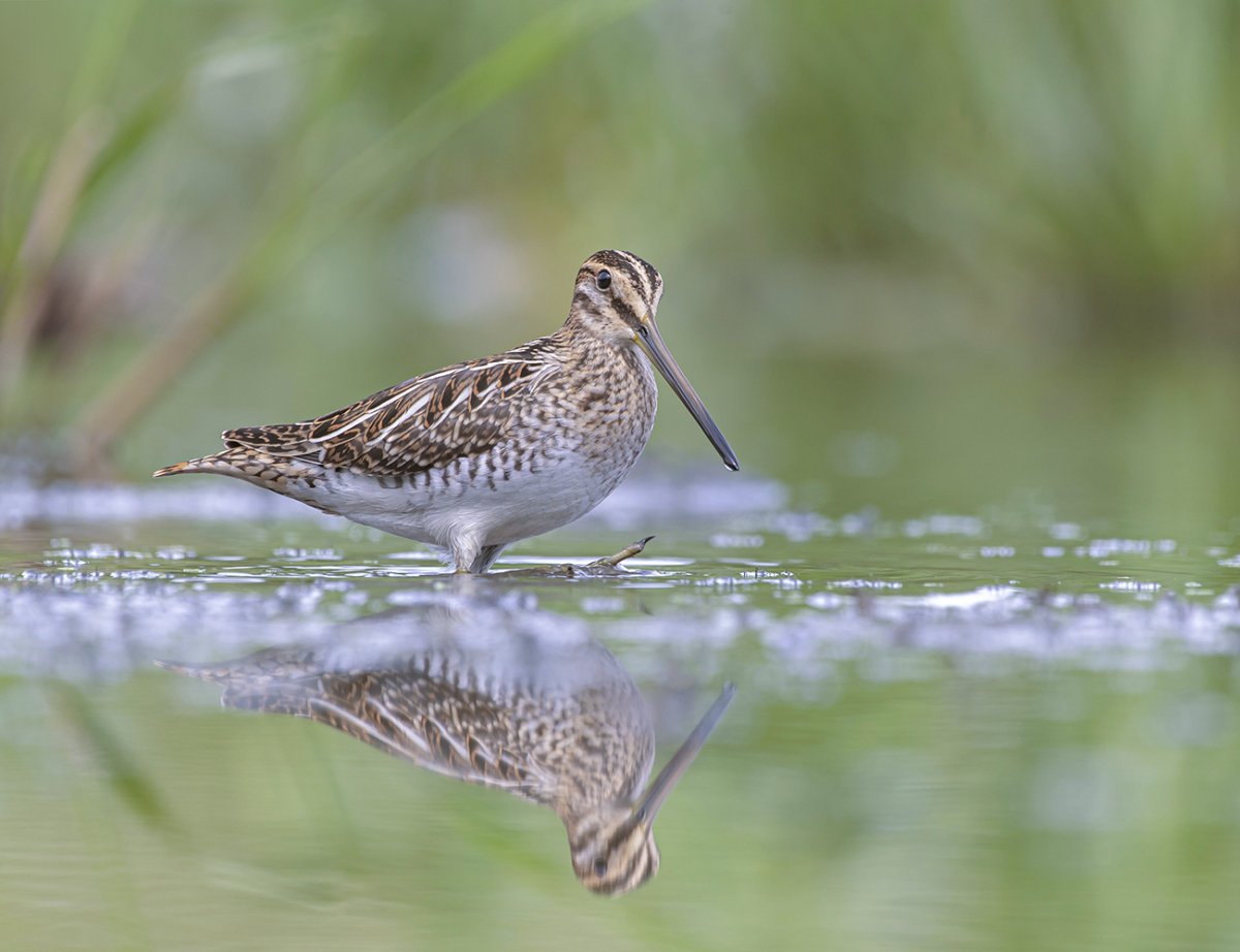 Бекас в Крыму
