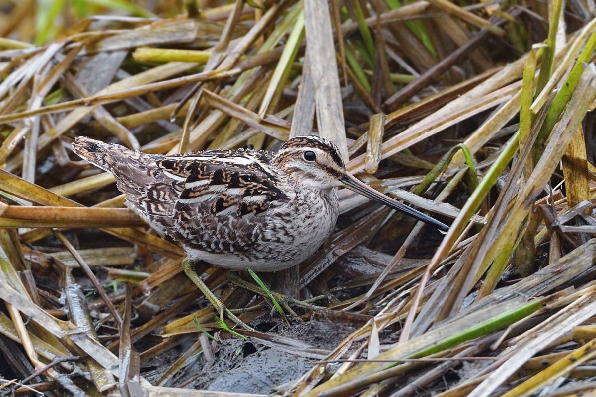 Лесной Бекас (Gallinago nemoricola)