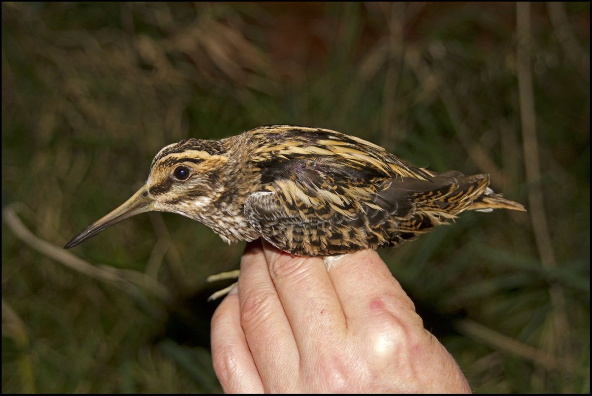 Бекас птица птенец