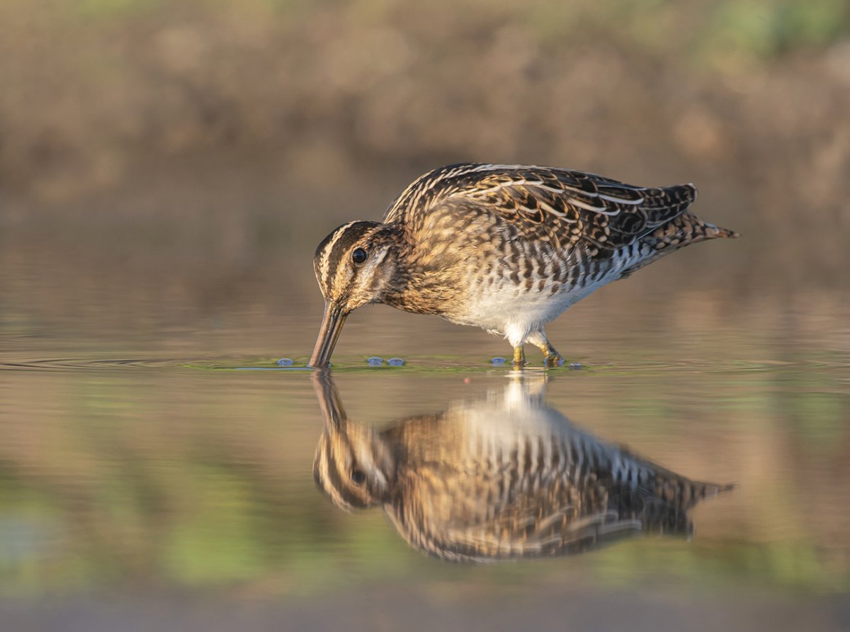 Бекас птица