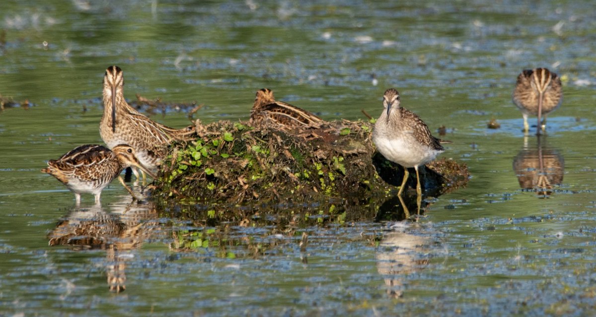 Обыкновенный Бекас лапы