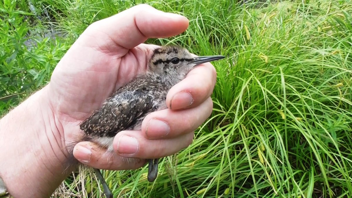Пятнистый перевозчик птенец