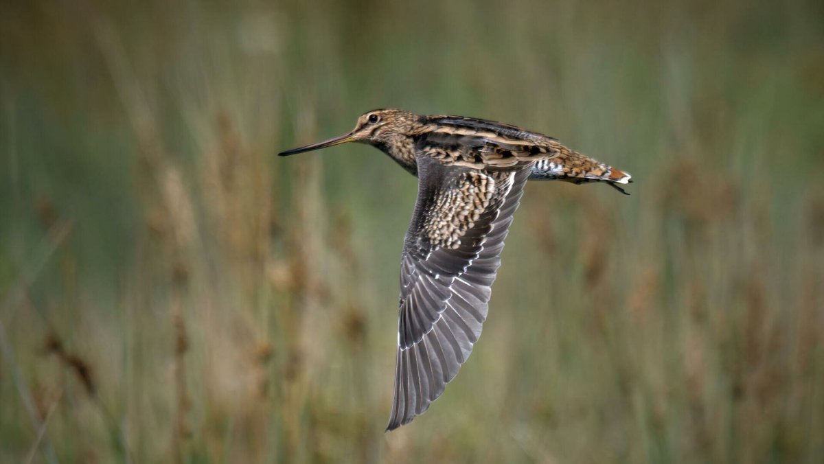 Цветной Бекас