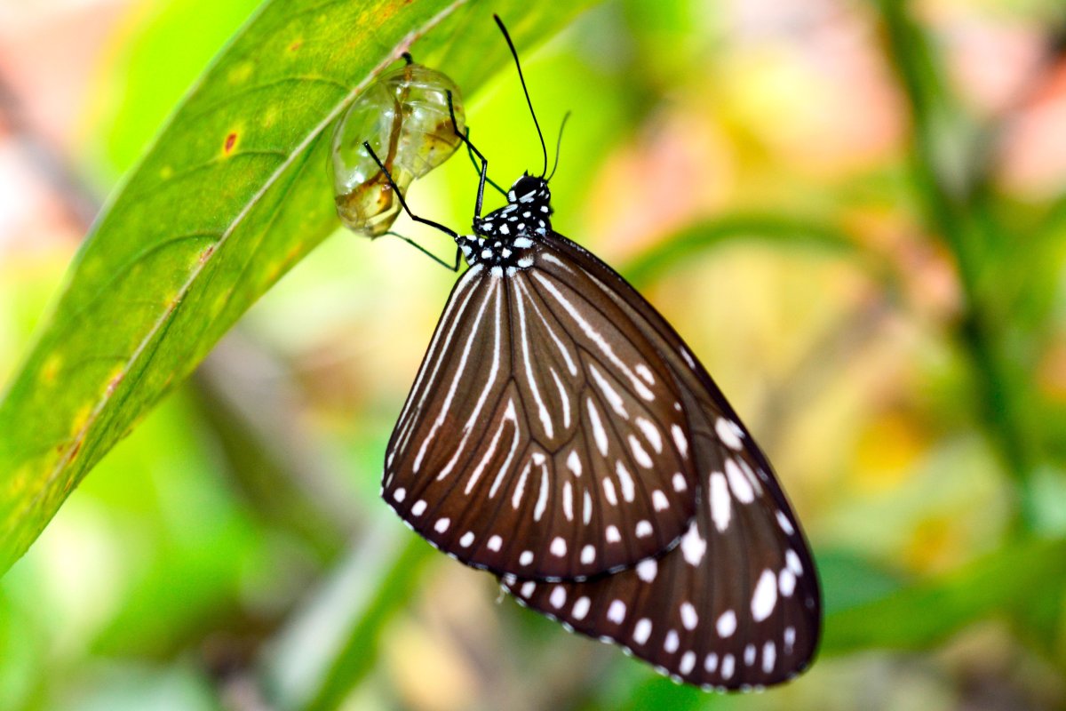 Кокон бабочки