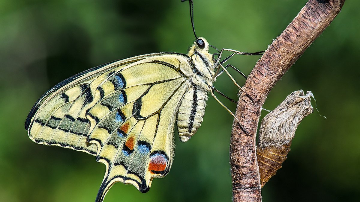 Куколка бабочки Махаон