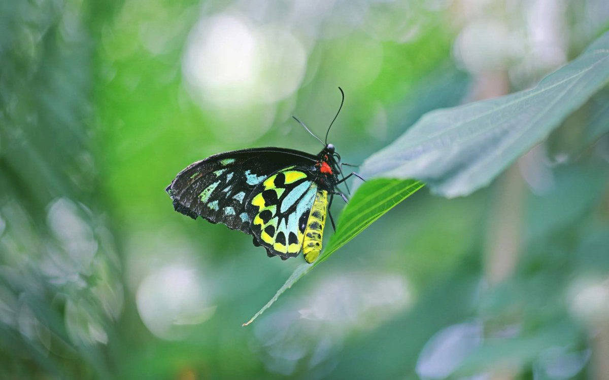 Бабочка парусник Тоас