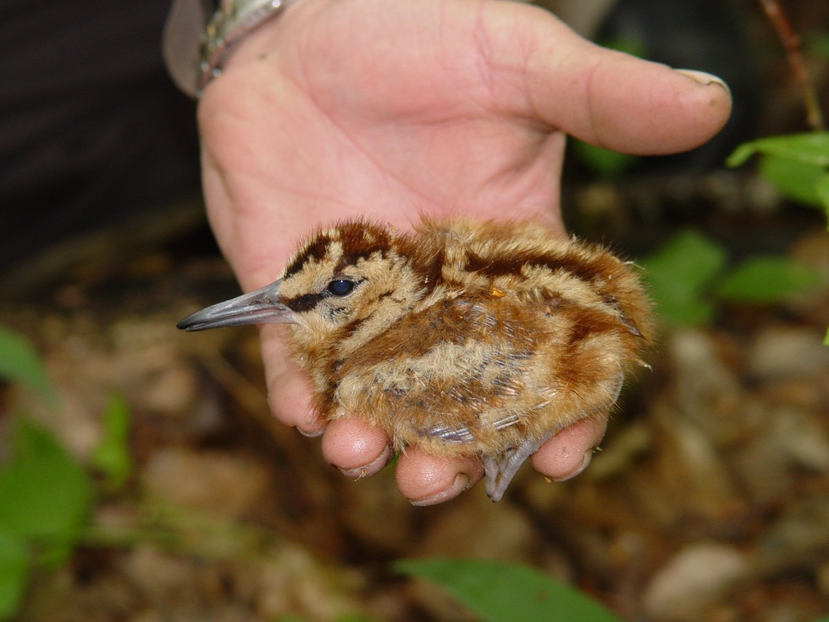 Бекас птица птенец