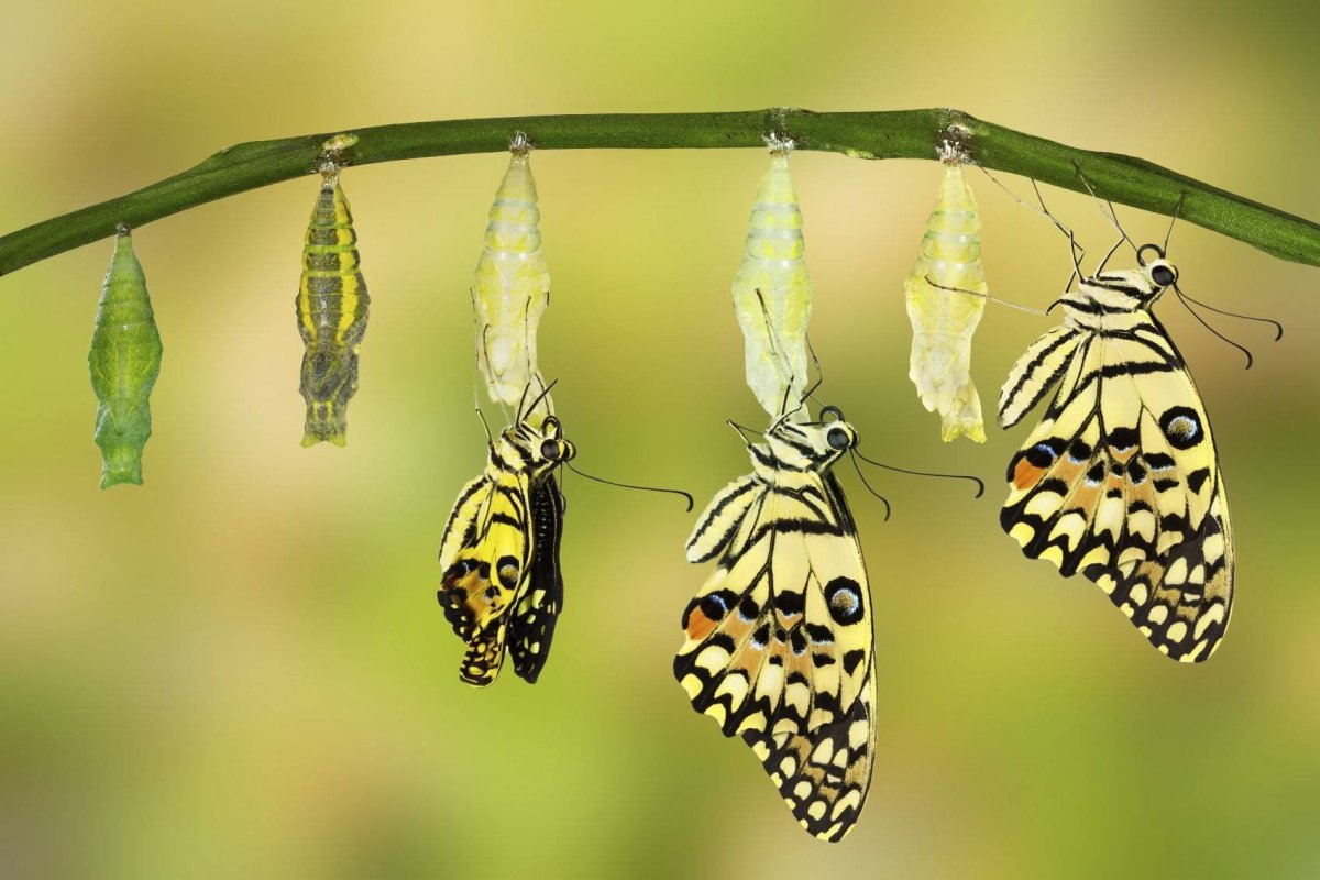 Гусеница Махаона трансформация