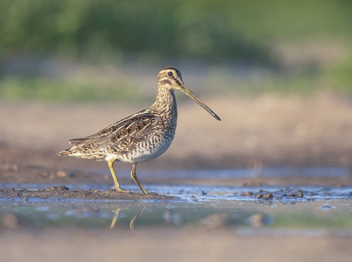 Бекас птица