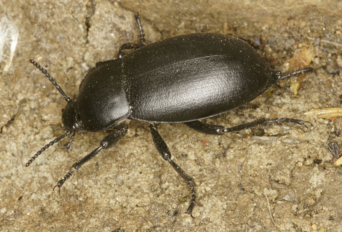 Жук чернотелка песчаный