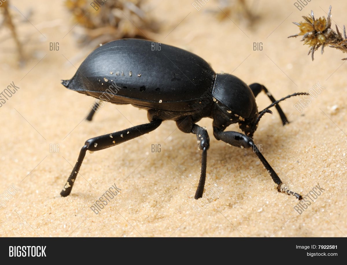Жук-чернотелка пустыни