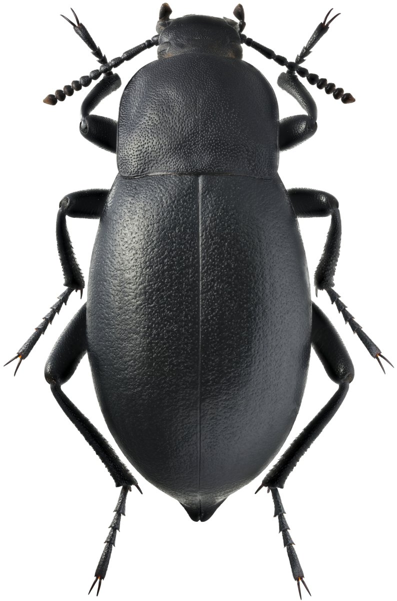 Жук чернотелка