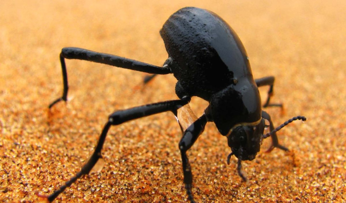 Жук чернотелка