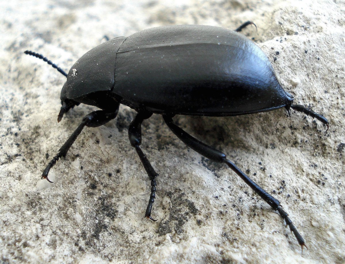 Жуки-чернотелки Tenebrionidae