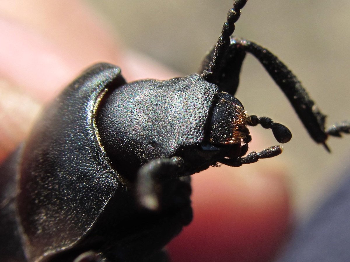 Жук вещатель чернотелка