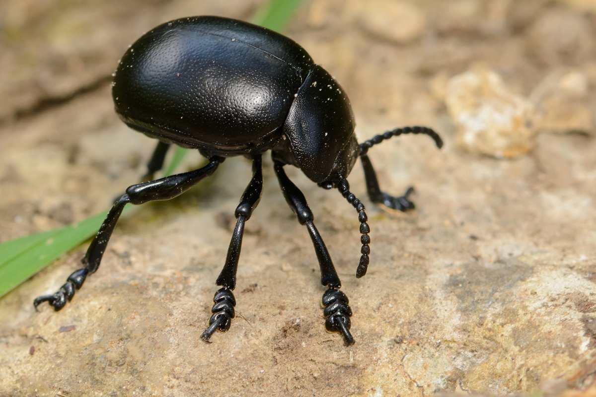 Жук чернотелка