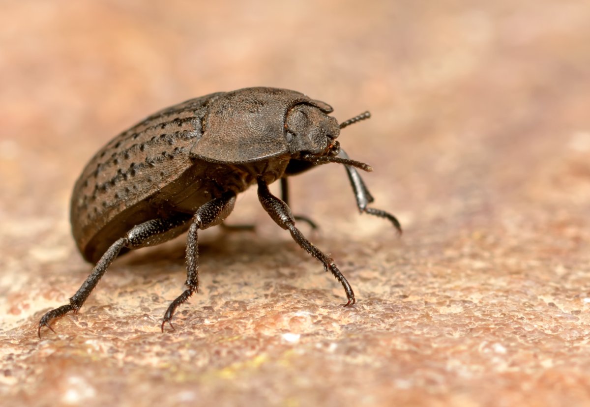 Жук чернотелка песчаный