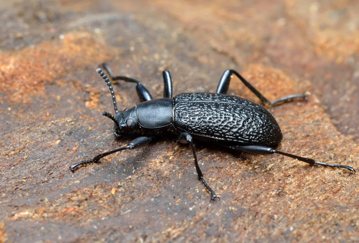 Жук чернотелка Степная