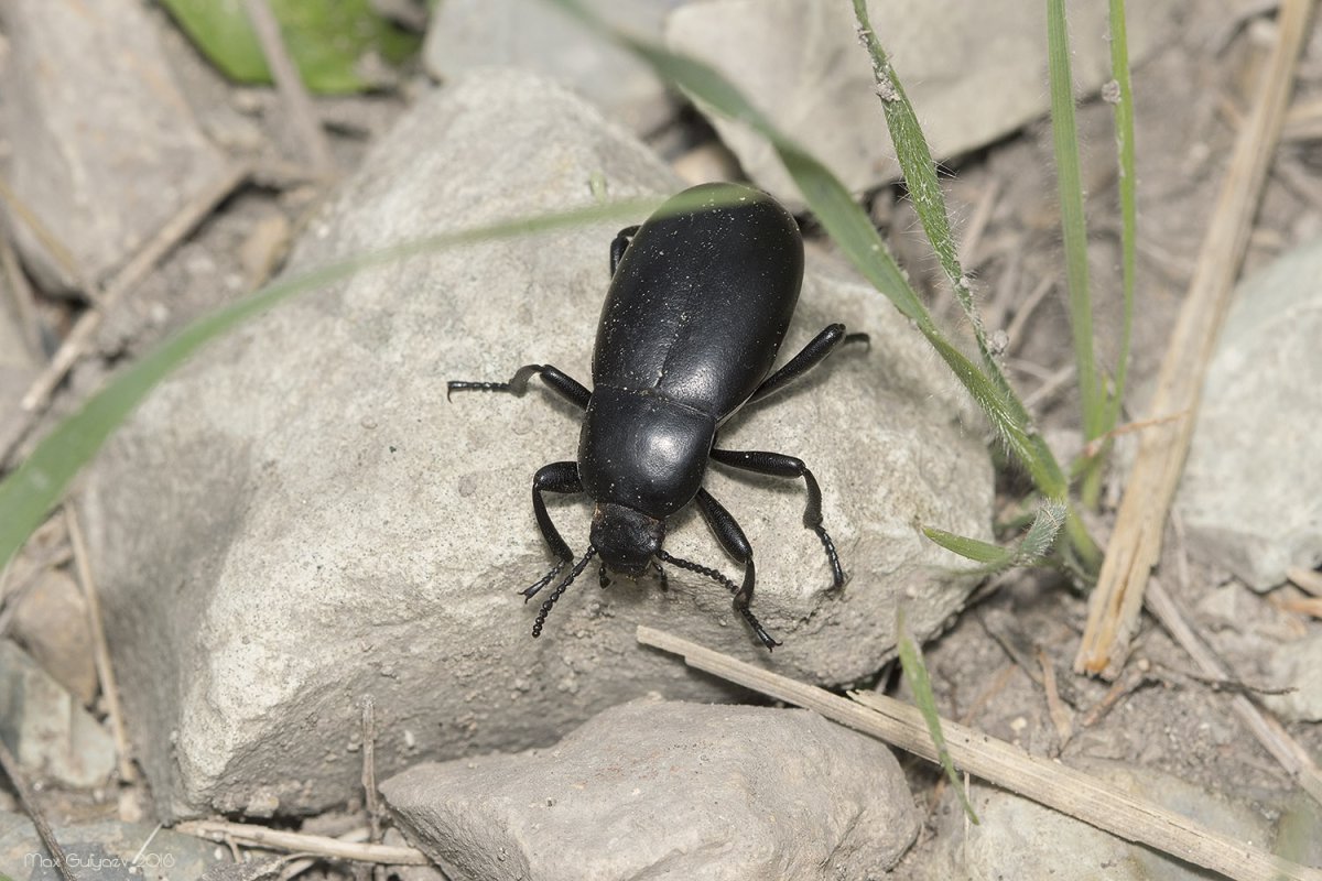 Blaps halophila (медляк Степной)