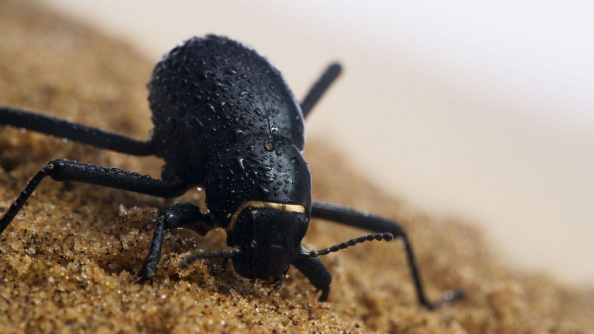 Жук-чернотелка пустыни
