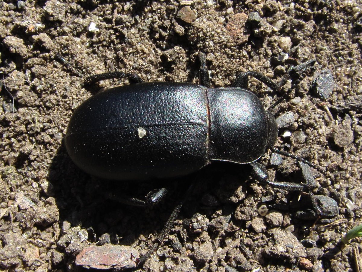 Жук чернотелка Березовая