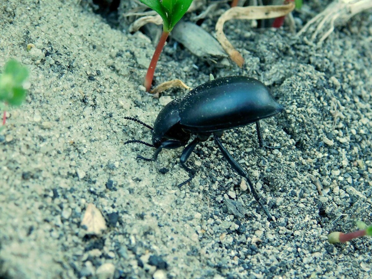 Жук чернотелка Березовая