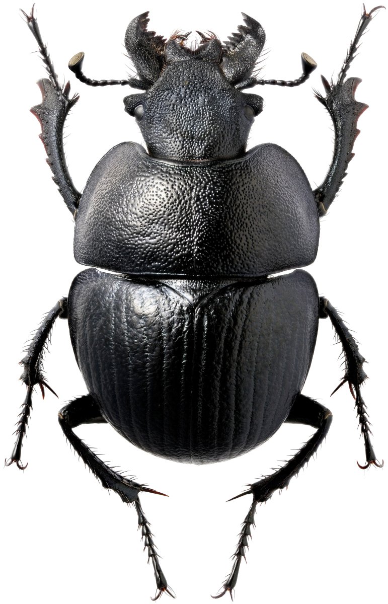 Жук Толстяк чернотелка