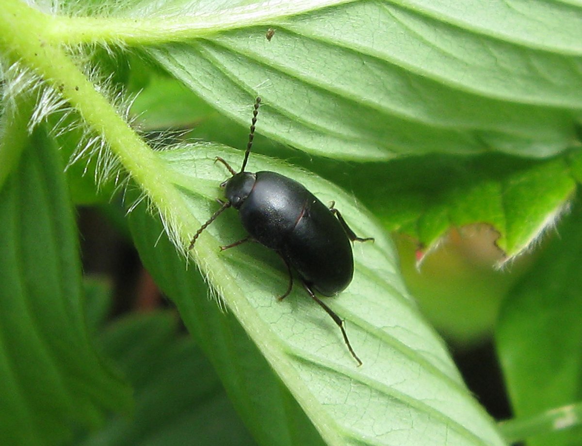 Жук вещатель чернотелка